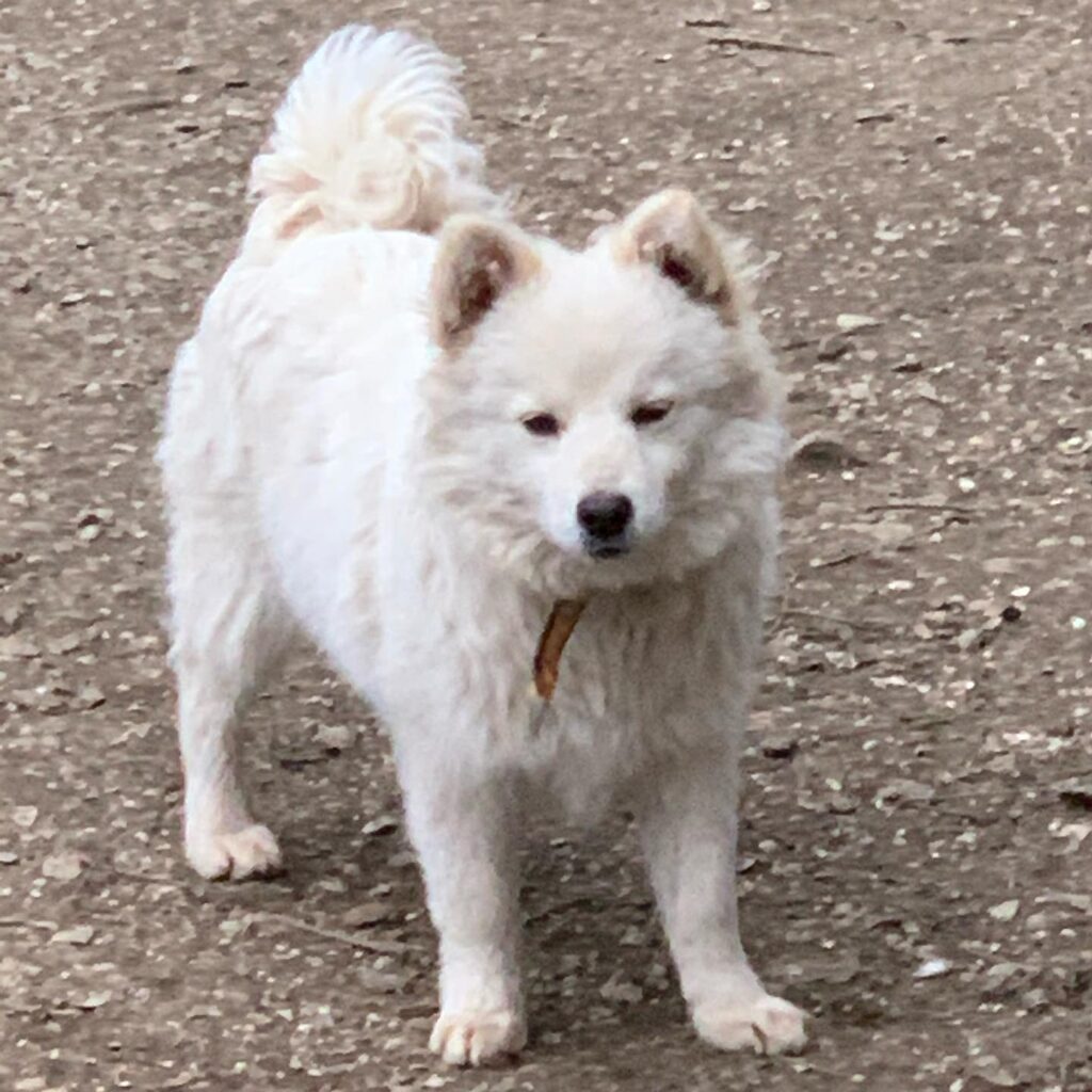 Tonya Finosu Wad Dünya Anadolu Köpekleri Kinoloji Derneği